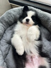 柴墨狗狗活體（視頻選寵下單）幼犬幼崽終身輔助喂養簽訂合 寵物級 【邊牧】 曬單實(shí)拍圖