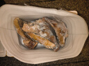 新鮮精品豬頭肉半熟無(wú)骨無(wú)毛半成品豬臉食堂飯店酒店食材批發(fā) 國產(chǎn)白頭干凈無(wú)毛茬凈重10斤 曬單實(shí)拍圖