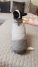 POPOCOLA小狗狗衣服秋冬款泰迪比熊雪納瑞可牽引冬季保暖寵物棉服冬天 休閑羽絨服馬甲【灰色】 M【 建議體重6-8斤】 曬單實(shí)拍圖
