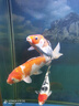 森森（SUNSUN）魚(yú)缸燈水草燈全光譜led燈防水燈管水族燈爆藻燈水陸兩用燈管 夢(mèng)之藍白（增色） 適合1.2m魚(yú)缸 20W獨立開(kāi)關(guān) 長(cháng)98cm 曬單實(shí)拍圖