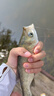 釣魚(yú)王地獄貓昆蟲(chóng)蛋白魚(yú)餌秋冬腥香黑水虻幼蟲(chóng)濃腥餌料 地獄貓腥2包裝 曬單實(shí)拍圖
