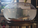 瀚幻黃金眼鏡蛇雷龍大型兇猛觀賞熱帶魚類食肉易飼養(yǎng)活體魚 高品質(zhì)野眼鏡蛇雷龍18-20cm順豐 曬單實(shí)拍圖