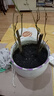 紫薇花盆栽植物樹(shù)室內陽(yáng)臺庭院觀(guān)花四季好養百日紅耐熱老樁樹(shù)苗 紫薇花無(wú)盆 曬單實(shí)拍圖