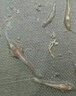 眾漁樂(lè )生物南美對蝦偷死停楊樹(shù)花白便靈丁酸梭菌對蝦白便靈拖便消腸炎溶菌酶 溶菌酶500g 曬單實(shí)拍圖