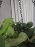 牡丹口紅吊蘭家庭室內陽臺客廳盆栽垂吊植物花卉綠植Y 一盆（不含盆） 曬單實拍圖