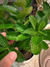 萬(wàn)般宜植物復活液大樹(shù)強力復活營(yíng)養液生根壯苗發(fā)芽劑發(fā)財樹(shù)枯樹(shù)爛根專(zhuān)用 【花卉植物通用】 500ml 1瓶 曬單實(shí)拍圖