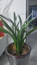 墨蘭蘭花苗盆栽帶花苞發(fā)貨精品名貴花卉綠植物室內四季好養活企黑 墨蘭9-10苗【精選好苗】 曬單實(shí)拍圖
