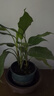 萬年青綠植盆栽植物室內桌面客廳大型盆景花卉Y 萬年青40-50厘米10棵 不含盆 曬單實拍圖