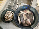 釣魚(yú)王土鯪魚(yú)餌料專(zhuān)攻廣東羅非魚(yú)大土鯪魚(yú)腥香奶香野釣黑坑鯽鯉餌窩料 釣魚(yú)王土鯪奶香350g 曬單實(shí)拍圖
