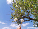 FAN BEAUTY DIARY范冰冰同款面膜組合 海葡萄2片+龍血2片+睡美人2片 補水保濕舒緩 曬單實(shí)拍圖