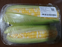 【水果菜】巖神山水果冰糖玉米約550g 曬單實(shí)拍圖