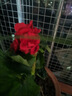 雅卉重瓣麗格海棠玫瑰海棠花盆栽帶花發(fā)貨客廳臥室陽(yáng)臺(tái)花卉盆栽四季開 玫瑰海棠(紅色) 不含盆 曬單實(shí)拍圖