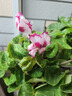 意軒大苗仙客來(lái)盆栽室內(nèi)花卉 兔子花 花苗兔耳花蘿卜海棠帶盆帶花帶土 仙客來(lái)花蝴蝶 曬單實(shí)拍圖