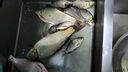 漁之源 新款魚(yú)護野釣專(zhuān)用新型釣魚(yú)網(wǎng)兜黑坑活魚(yú)袋漁護小魚(yú)戶(hù)涂膠防掛 25cm 2m   【野釣推薦】多功能魚(yú)護-送擋針 曬單實(shí)拍圖