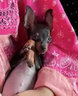 新西蘭Antitol安它諾277安適得寵物犬貓用膠囊軟骨素犬貓通用 安替諾安適得60粒/盒【1盒】 曬單實(shí)拍圖
