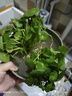 愛(ài)你一萬(wàn)年銅錢(qián)草水培植物辦公室內盆栽客廳桌面綠植花卉趣味水養金錢(qián)草 2盆整盆銅錢(qián)草帶葉【不含盆】 曬單實(shí)拍圖
