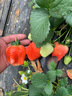 瑤草奇花草莓苗奶油地栽四季結果盆栽食用秧苗特大棚露天陽(yáng)臺種植當年結果 黑色育苗盆2盆 曬單實(shí)拍圖