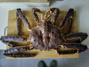 海澤鮮 帝王蟹禮盒生鮮大禮包 波士頓龍蝦高檔海鮮禮盒 重約7-8斤（帝王蟹禮盒1199款） 曬單實(shí)拍圖