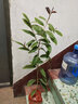 瑰季廣西防城金花茶樹(shù)苗花苞金花茶盆栽金茶花苗茶樹(shù)苗名貴茶花 金花茶3年苗（當年開(kāi)花） 含盆 曬單實(shí)拍圖