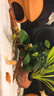 懶人草缸魚(yú)缸水草造景黃金錢(qián)迷你榕沉木小水榕真水草陰性?xún)艋|(zhì) 小水榕（單頭） 曬單實(shí)拍圖