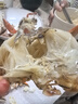鮮活青蟹(肉蟹)150-200g/只 曬單實(shí)拍圖