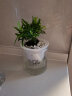 开时果 绿植盆栽桌面水培绿植 办公室客厅花卉植物懒人盆景水生水养植物 罗汉松（绿叶盎然） 实拍图