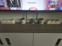 兩腿跑多肉植物帶盆小老樁多頭精品多肉紅寶石桃蛋烏木盆栽花卉帶盆栽好 藍(lán)蘋果(2-3頭) 塑料盆栽好發(fā)貨 曬單實(shí)拍圖
