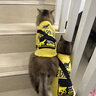 曇蓓漫寵物衣服小型犬狗狗衣服搞笑貓咪夏季薄款衣服泰迪法斗透氣衣服 寵團外賣（M碼建議6-8斤） 【升級大容量口袋設(shè)計】 曬單實拍圖