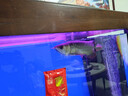 仟湖OFG2龍魚(yú)飼料金龍魚(yú)紅龍魚(yú)銀龍魚(yú)專(zhuān)用魚(yú)食增艷水族專(zhuān)用魚(yú)糧魚(yú)食 G2大粒20g*2【贈送1包20g】 曬單實(shí)拍圖