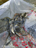 鯉魚苗活體淡水養(yǎng)殖魚苗批發(fā)附近本地特大建鯉稻花鯉魚紅尾稻田鯉魚魚苗批發(fā) 10條10-13厘米特大鯉魚苗【包活到家】 曬單實拍圖
