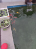 錦鯉魚活體觀賞魚活魚小型易養(yǎng)冷水淡水魚小魚苗錦鯉金魚好看錦鯉 6-8cm 六色錦鯉套餐6條 曬單實拍圖