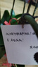 元族大蝴蝶蘭盆栽蘭花【2小時(shí)達】同城配送鮮花送父母長(cháng)輩禮物 【年年勝意】8株蝴蝶蘭盆栽（花盆隨機） 曬單實(shí)拍圖