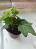 植男植女常春藤桌面綠植好養辦公室內四季盆栽吸甲醛源頭直發(fā) 曬單實(shí)拍圖