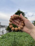 戚小米野生腦紋核桃手串男款粗筋單圈山核桃原籽文玩佛珠盤玩手鏈女盤串 腦紋核桃【珠徑20mm】 曬單實拍圖