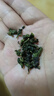 晗日堂鐵觀音茶葉濃香型茶綠茶新茶鐵歡音泡水喝 1罐 精選特級濃香型鐵觀250g 曬單實(shí)拍圖