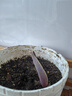左家花園多個(gè)裝進(jìn)口香水百合種球東方花球盆栽庭院花種子四季球根花卉 重瓣-艾琳娜16-18cm3球 曬單實(shí)拍圖