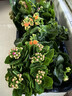長(cháng)壽花盆栽重瓣金狐貍大花帶花苞花苗四季室內開(kāi)花好養的花卉植物 【超值特惠】紅+黃+紫+粉+橙（帶花苞四季開(kāi)花） 不含盆 曬單實(shí)拍圖