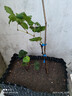 虹越家庭果園葡萄果樹(shù)苗盆栽苗花園庭院露臺多年生易養爬藤果苗LYG 【小規格苗】“妮娜皇后”P(pán)9（嫁接苗） 曬單實(shí)拍圖