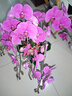 植伴蝴蝶蘭盆栽喬遷開(kāi)業(yè)商務(wù)慶典鮮花速遞同城室內植物花卉上海配送花 煙火年年--6株蝴蝶蘭盆栽（花盆類(lèi)似） 曬單實(shí)拍圖