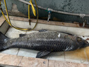 池王（chiwang） 可視魚(yú)桿竿高清探魚(yú)器全套水下高清帶攝像頭的視頻魚(yú)竿套裝釣魚(yú) H95S13MR巨浪二號竿70米全套 曬單實(shí)拍圖