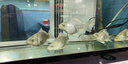 MATSUNO日本進(jìn)口錦鯉魚飼料小顆粒上浮增色增艷魚糧育成蝴蝶鯉不渾水魚食 錦鯉中粒500g4mm【不吃包退】 曬單實拍圖