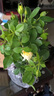 景郁春 JIRYUCUR灌木月季花苗特大花藤本花樹(shù)薔薇爬藤小苗安吉拉2顆源頭直發(fā) 曬單實(shí)拍圖