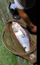 天元鄧剛正品千川8魚(yú)竿輕量大物釣魚(yú)竿臺釣竿鰱鳙竿手竿釣魚(yú)裝備 7.2m 天元千川八【最后4根】 曬單實(shí)拍圖
