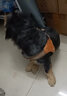 DidogPet狗狗牽引繩狗胸背小型犬比熊胸背帶中型犬柯基法斗背心式遛狗繩子 棕色【單胸背】 M-中型：建議體重20-32斤 曬單實(shí)拍圖