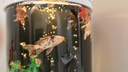 【包活包損】錦鯉活魚觀賞魚活體好養(yǎng)耐活冷水淡水魚日系錦鯉金魚 【精品】一條白寫錦鯉 18--20cm 曬單實(shí)拍圖