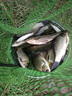 川澤漂筒浮漂桶加厚加長魚漂收納透明可調(diào)漂大號漁具用品大容量魚漂盒 加厚防爆帶芯漂筒 長80cm寬50mm 曬單實拍圖