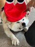 TRUELOVE狗狗牽引繩狗鏈子牽引帶遛狗防掙脫背心式小中大型犬防爆沖胸背帶 紫色 L-胸圍69-81cm建議18kg-30kg選擇 曬單實拍圖