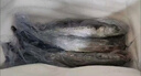 鲅魚(yú)新鮮特大馬鮫魚(yú)燕鲅魚(yú)鮮活海鮮深海海魚(yú)批發(fā) 5斤【約3-5條】 曬單實(shí)拍圖