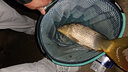 化氏（HUA）化氏魚餌釣餌大無雙餌料野釣散炮化紹新釣魚配方 化氏大無雙_150g 曬單實拍圖