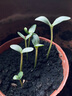 迪奧DIOR魅惑變色潤唇膏001粉紅色滋潤48小時水潤護唇口紅 生日禮物女 曬單實拍圖